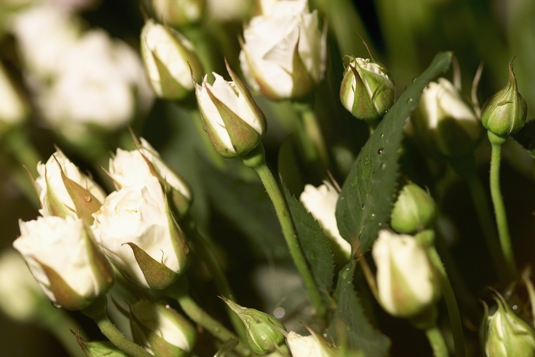 Roses with Morning Dew