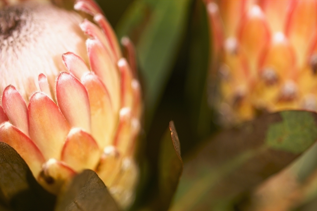 Soft Focus Flower in Bloom