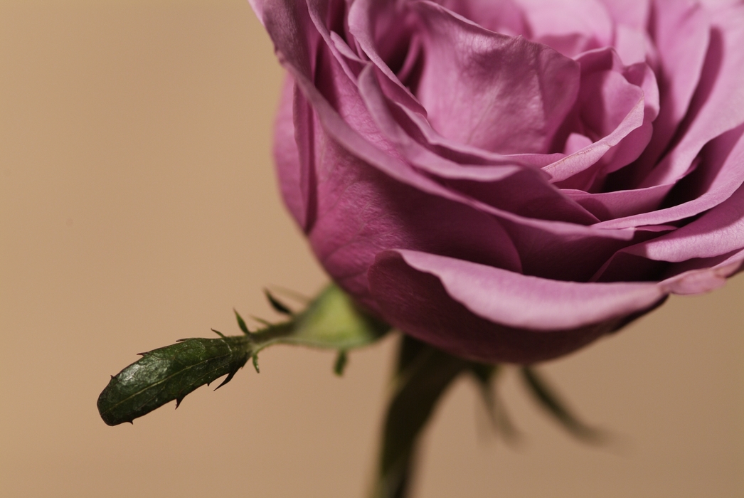 Red Rose Close-Up