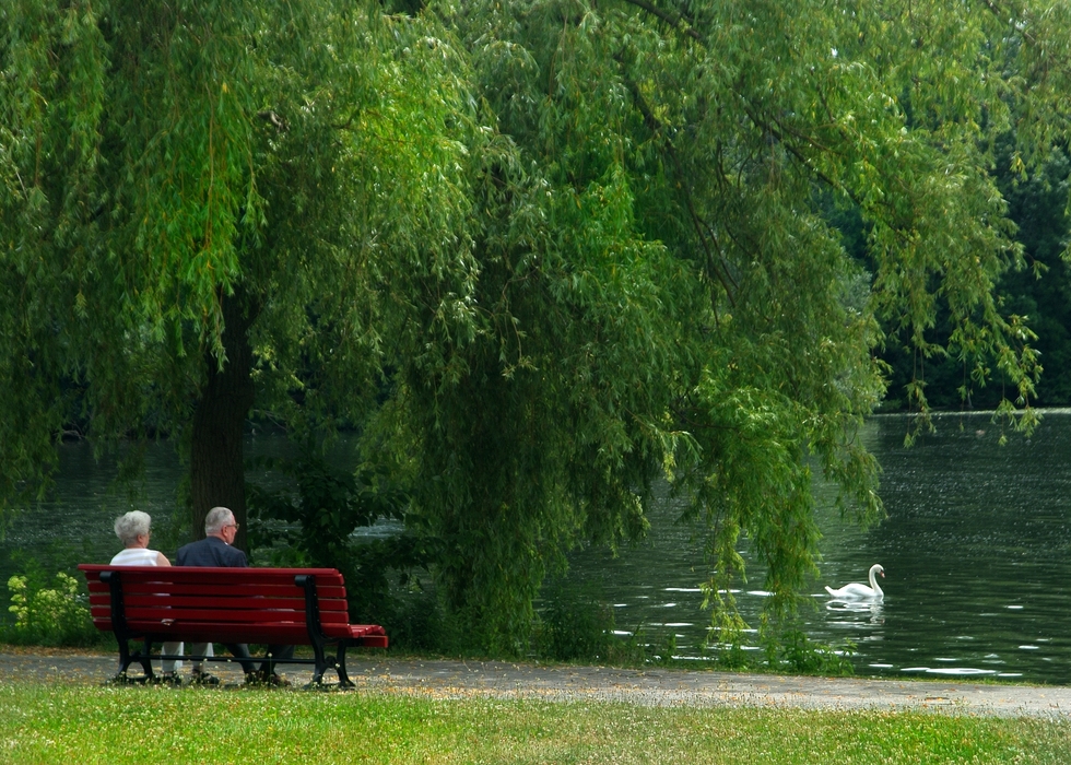 Elderly Couple Sitting on Park Bench with White Swan