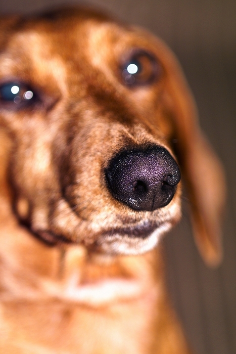 Dog's Nose in Sharp Focus