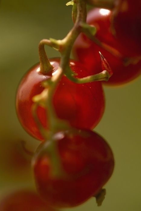 Ripe Sour  Cherries