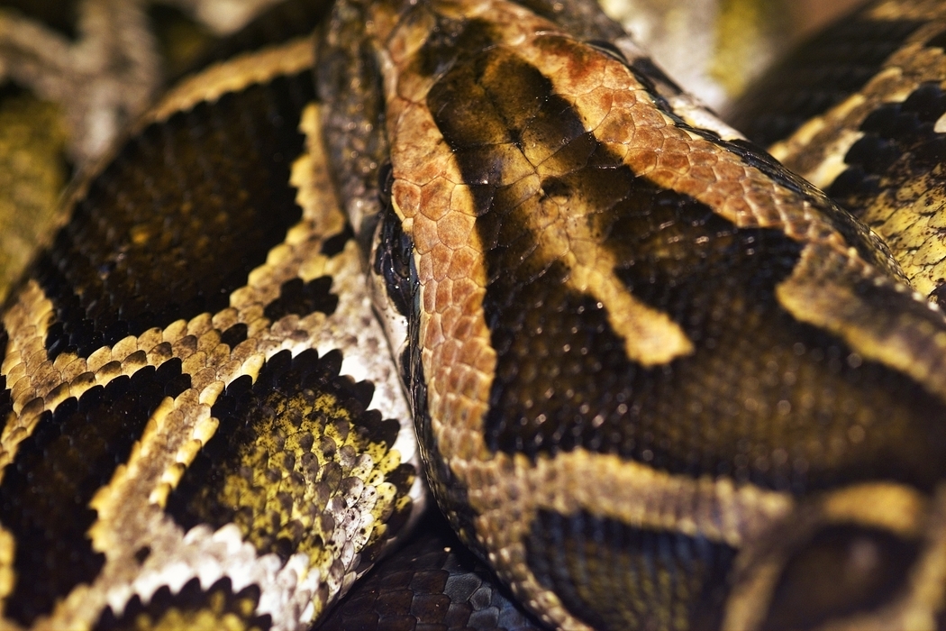 Reptile Skin of Snakes