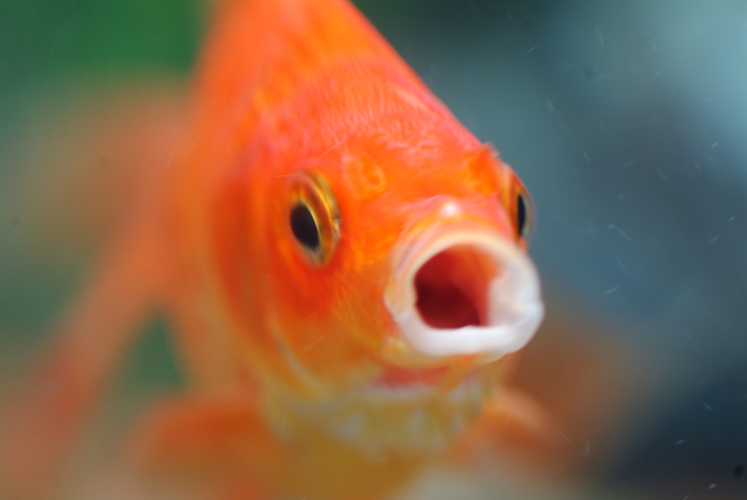 Orange Goldfish Smiles for the Camera