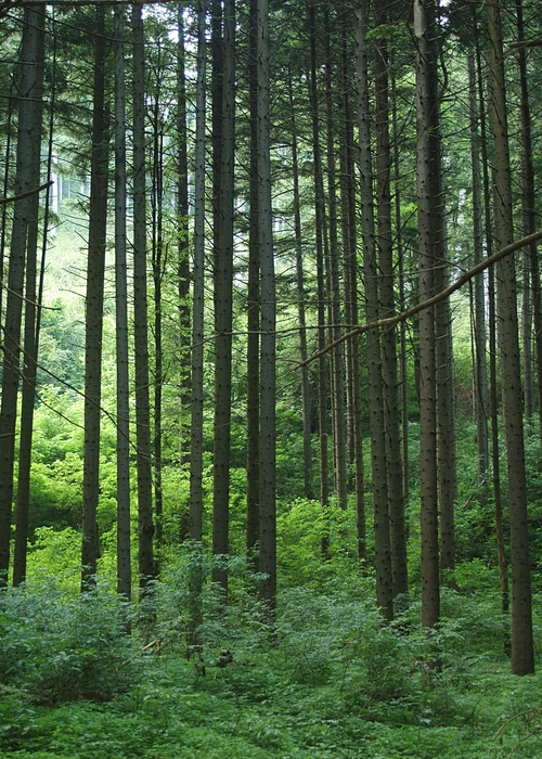 Pine Tree Forest