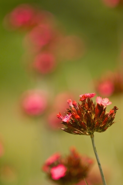 Delicate Pink Flower