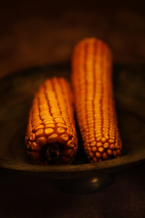 Indian Corn