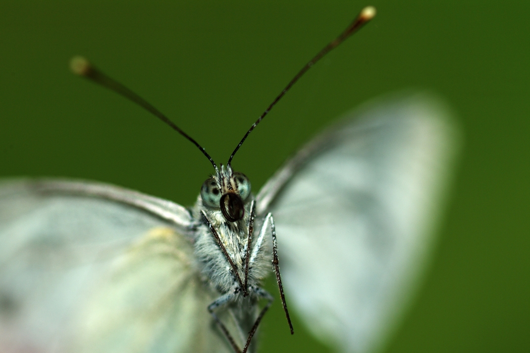 Moth Close-Up Antennae