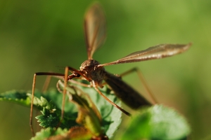 Dragonfly20140828 7401 1eqo7b