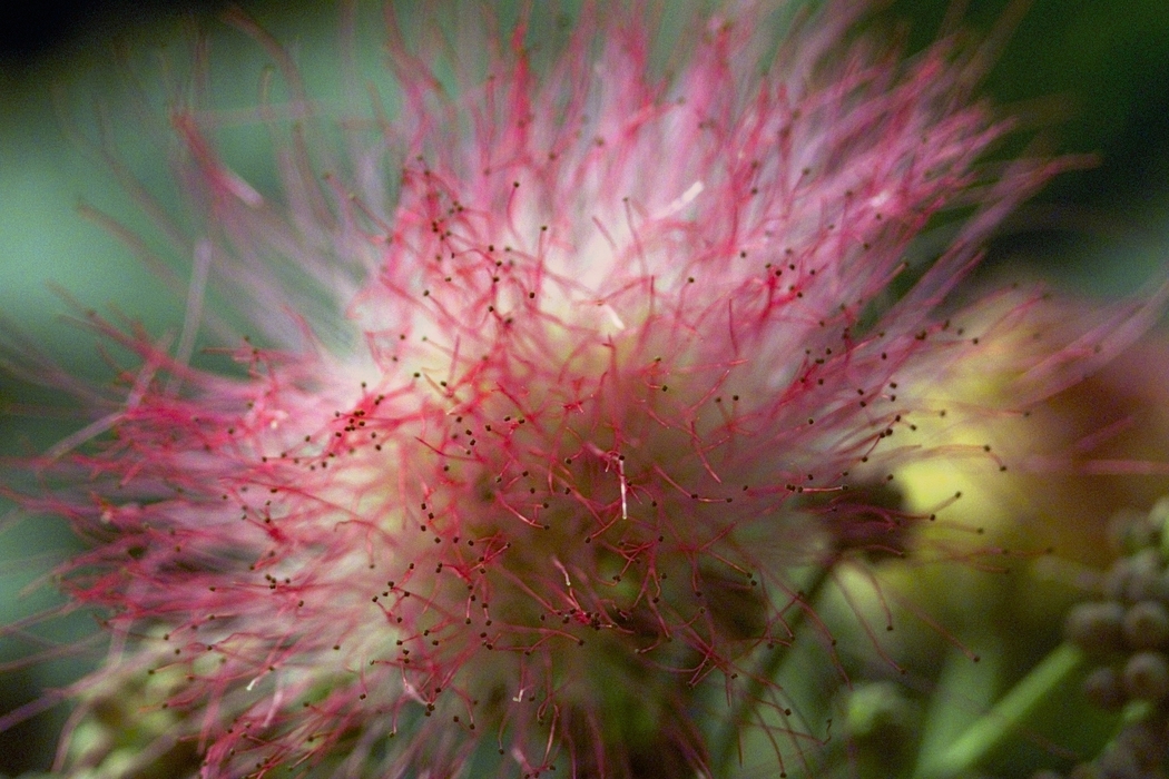 Pink Flower Stamen