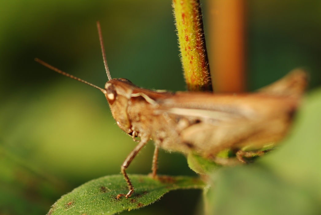 Grasshopper Ready to Jump from Leaf