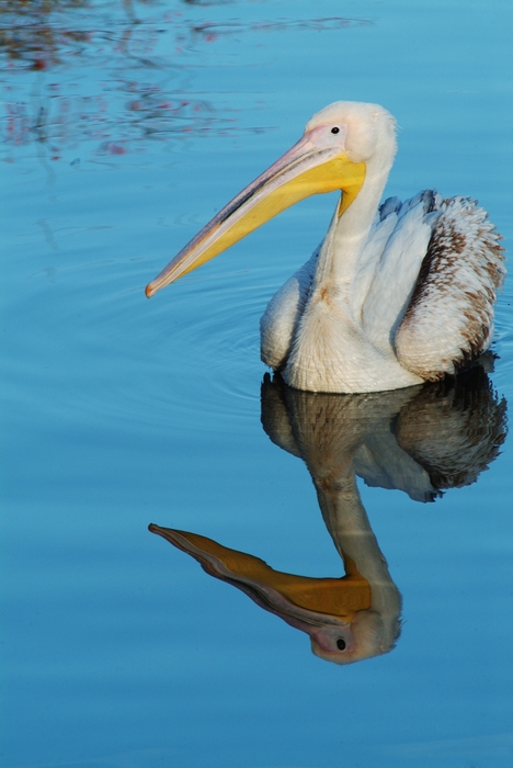 Great White Pelican Swimming