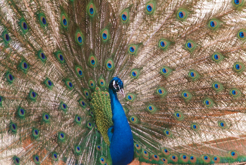 Peacock, Dolmabahche Palace Istanbul, Turkey