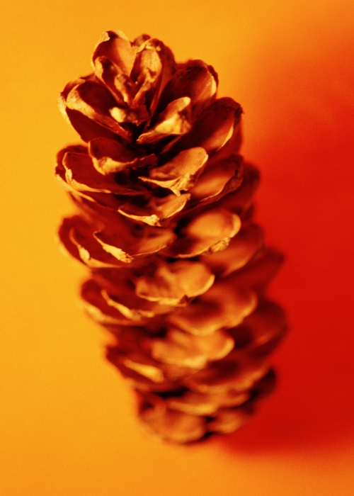 Pine Cone