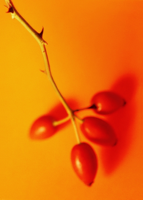 Wild Dog Rose Fruit