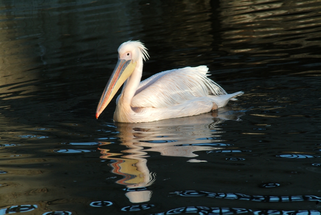 Great White Pelican Swimming