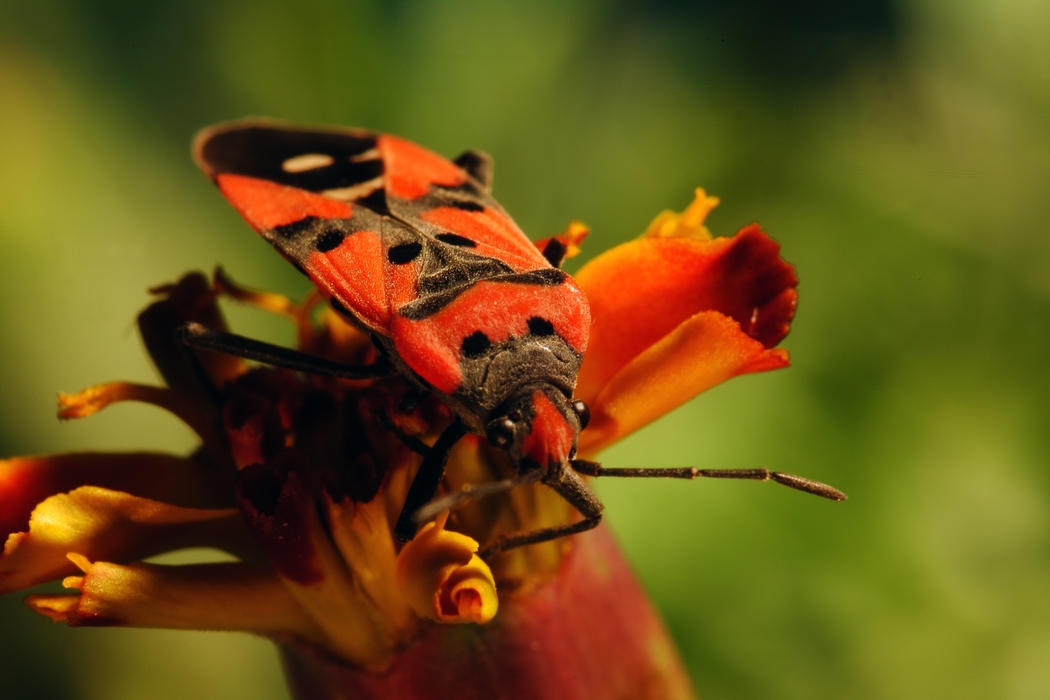 Flying Insect with Red Wings and Black Spots