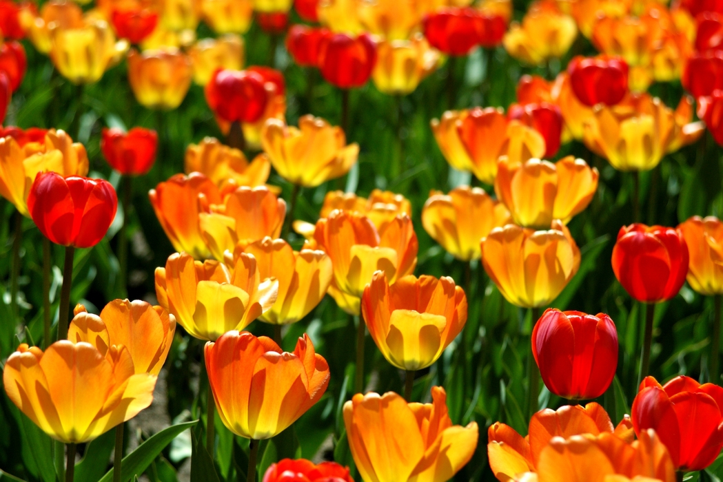 Spring Red and Yellow Tulips in Bloom