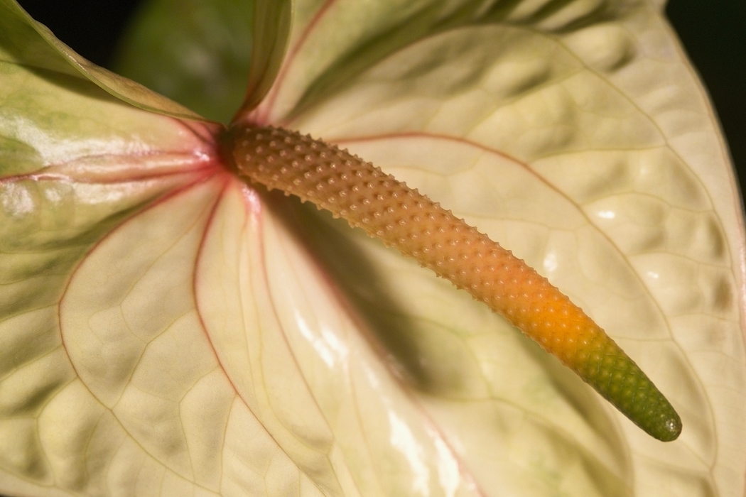 Anthurium Flower Spadix