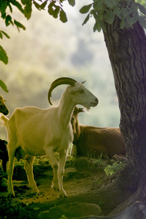 Pastoral Setting with Goat