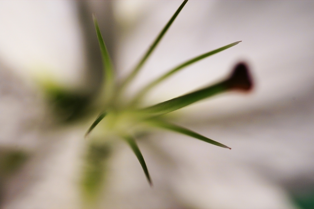 Close-Up of Flower's Pistil