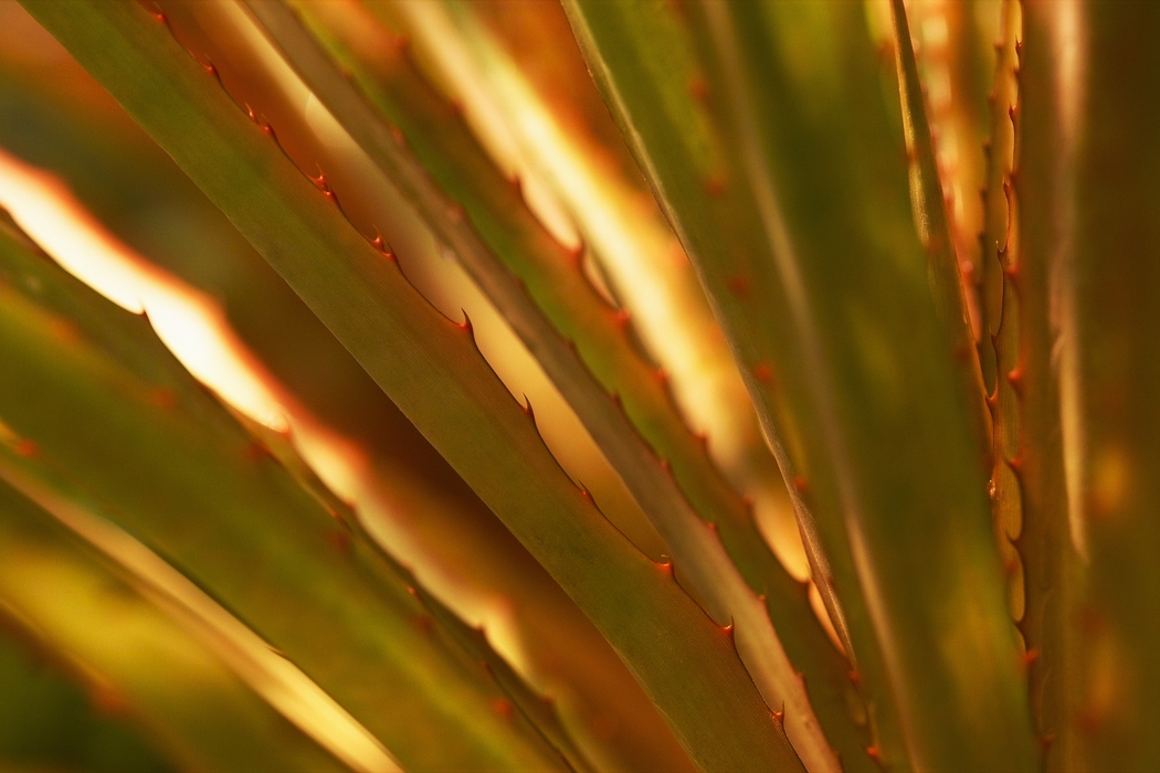 Succulent Leaves with Spines