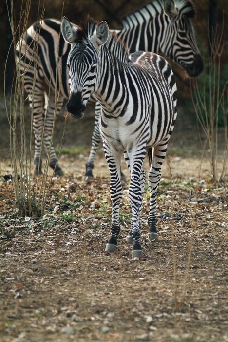 Two Zebra Standing