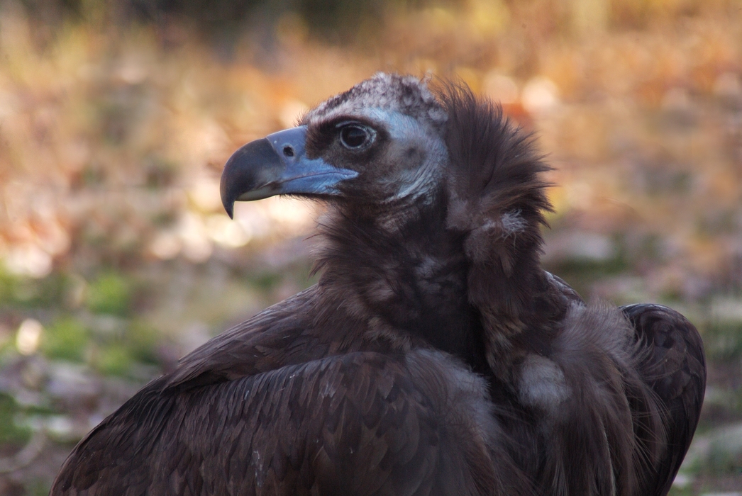 Vulture Turns Its Head