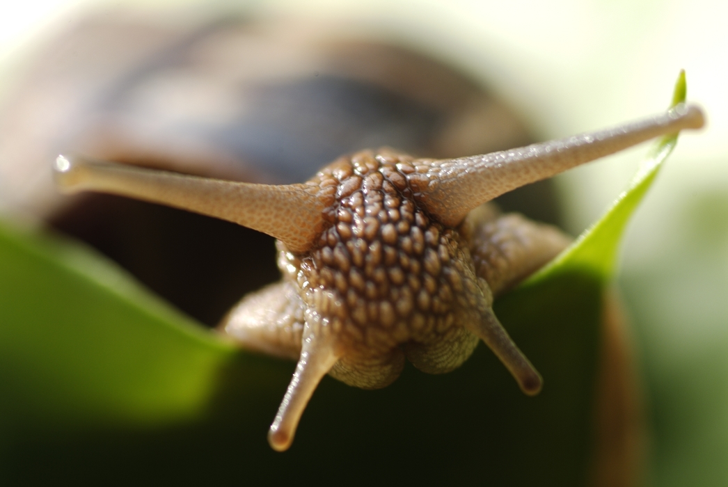 Snail on Leaf Close-Up