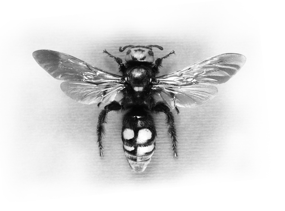 Flying Wasp