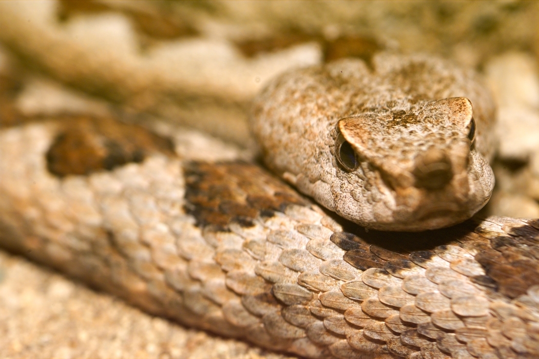 Rattlesnake Ready to Strike