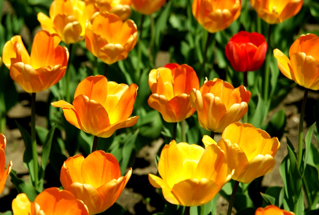 Spring Yellow Tulips in Bloom