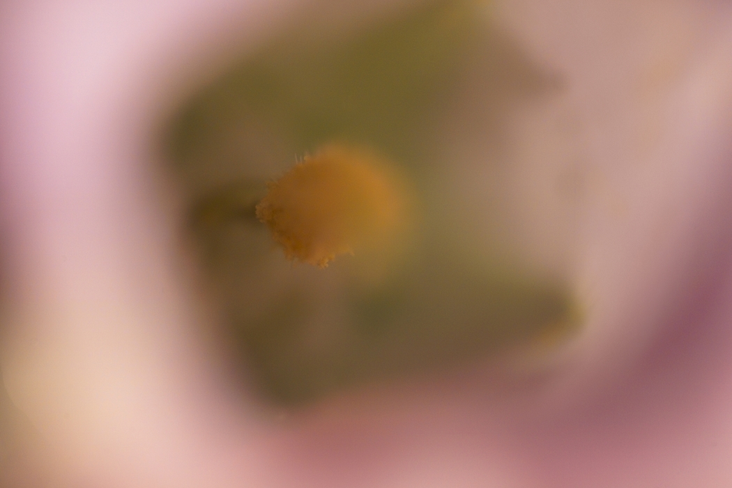 Flower Pistil Stigma Covered in Pollen
