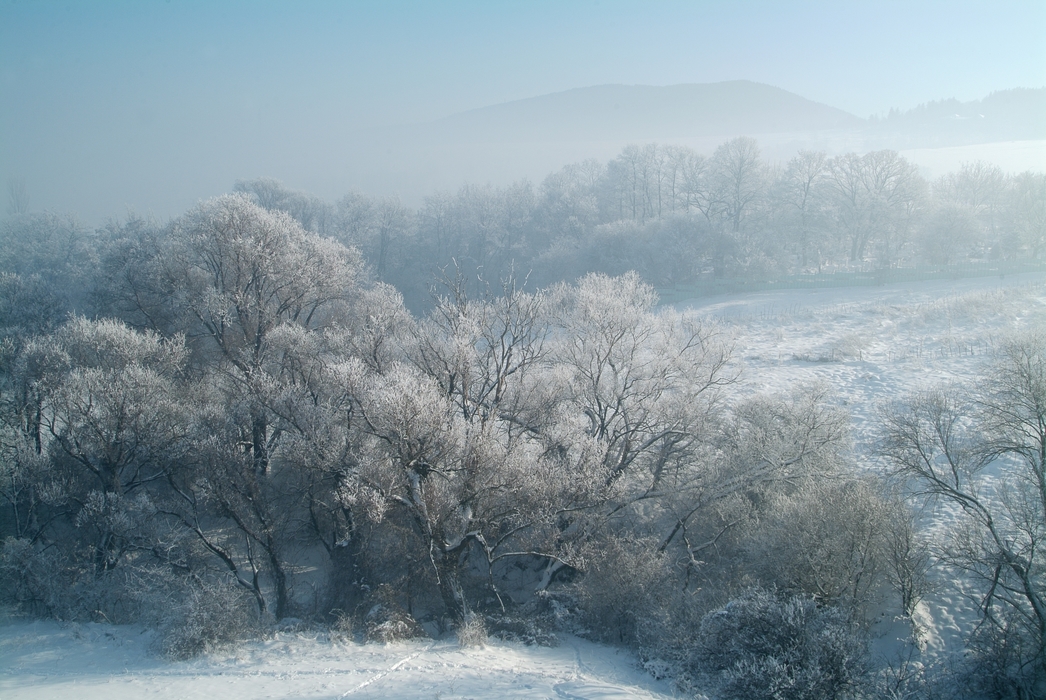 Winter Scene with Frost in The Air and Snow on Trees