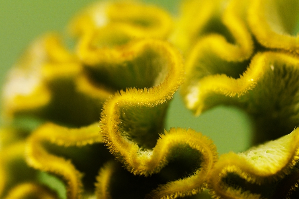 Close-Up Flower