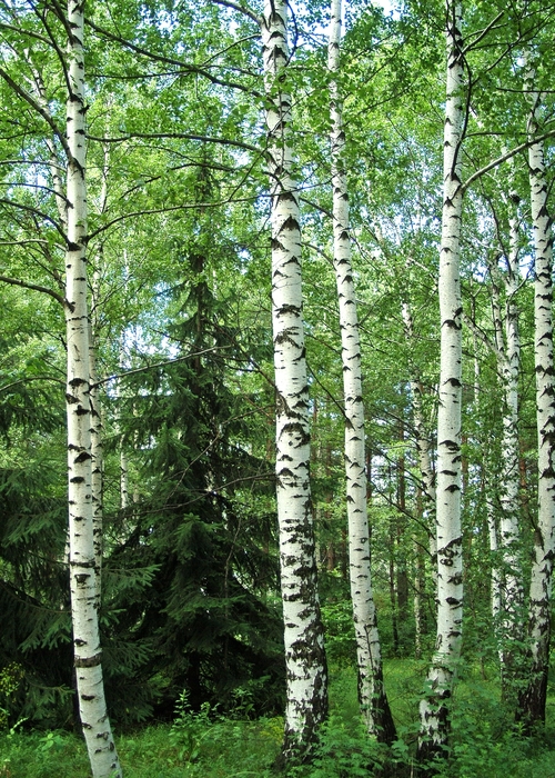 Birch Trees in Forest