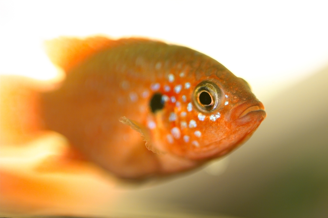 Colorful Tropical Fish