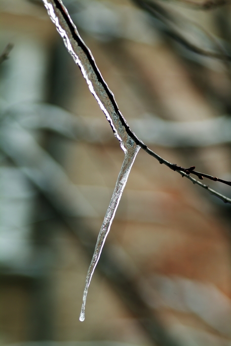 Winter Scene with Ice on Branch