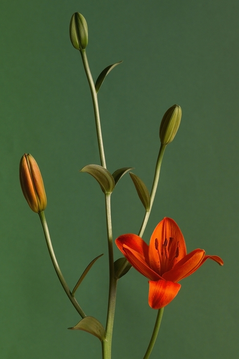 Orange Lily Petals on Flower Stem