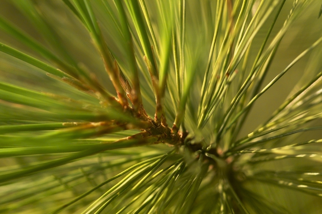 Pine Needles