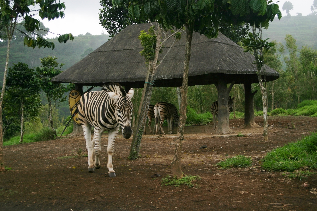 Zebra at the Zoo