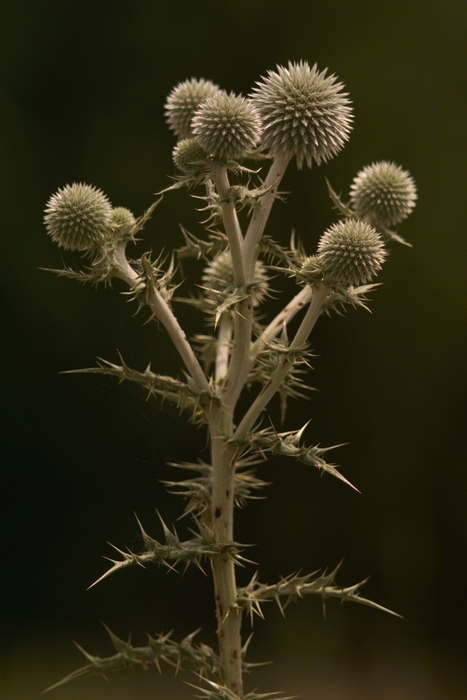 Thistle with Prickles About to Flower