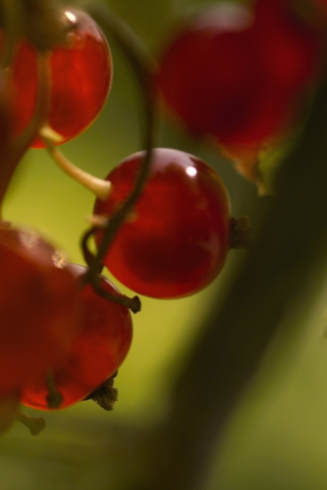 Ripe Sour  Cherries