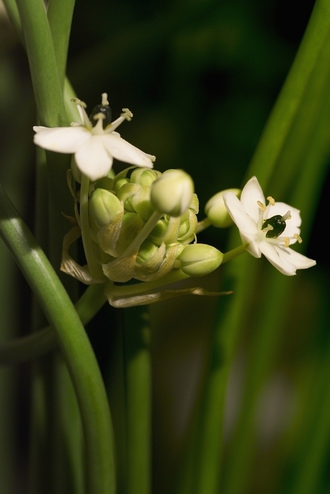 Sharp Focus Delicate White Floral Blossoms