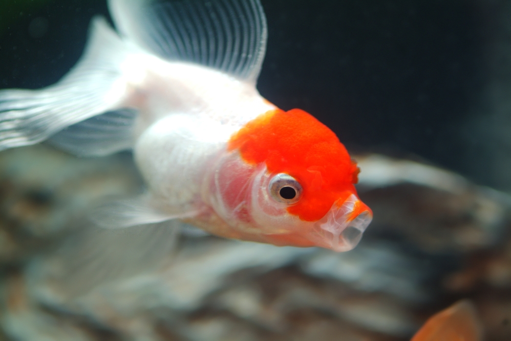 Red Cap Oranda Goldfish Feeding