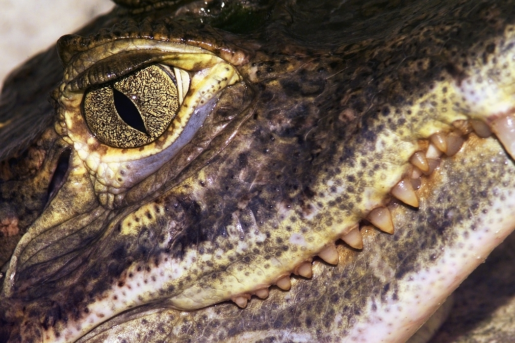 Crocodile Head with Eye and Teeth