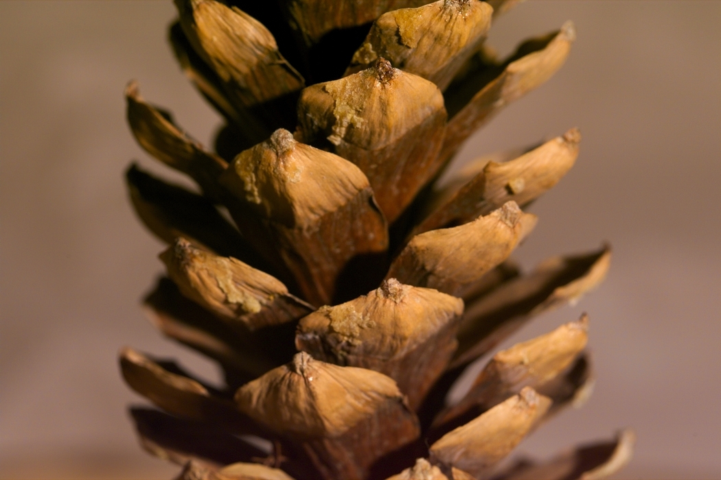 Close-Up Pinecone