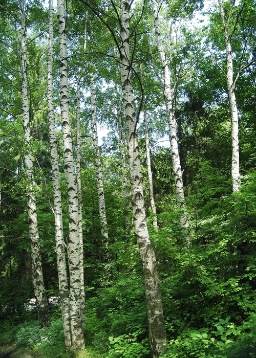 Birch Trees in Forest
