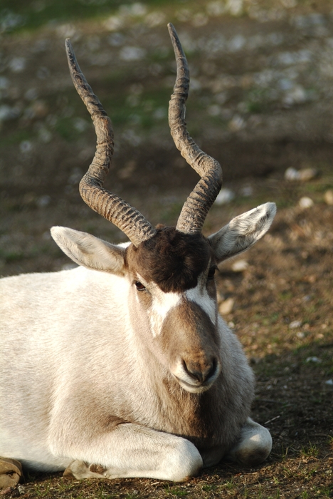 Antelope Takes a Break