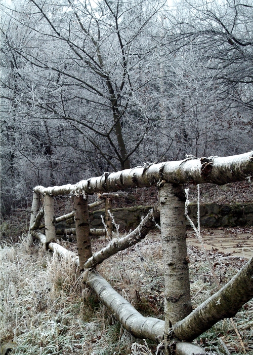 Birch Log Fence with Trees Covered in Frost